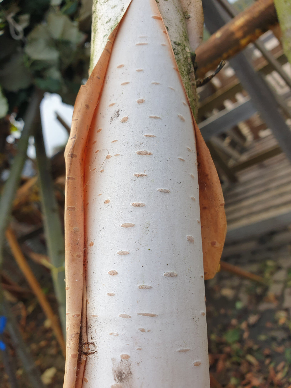 Himalayabirke; Rinde; weißer Stamm; Einsatzmöglichkeit z.B. : Hecke; erhältlich von 125-150 bis 450-650 cm;;hier kaufen