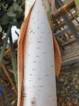 Himalayabirke; Rinde; weißer Stamm; Einsatzmöglichkeit z.B. : Hecke; erhältlich von 125-150 bis 450-650 cm;;hier kaufen