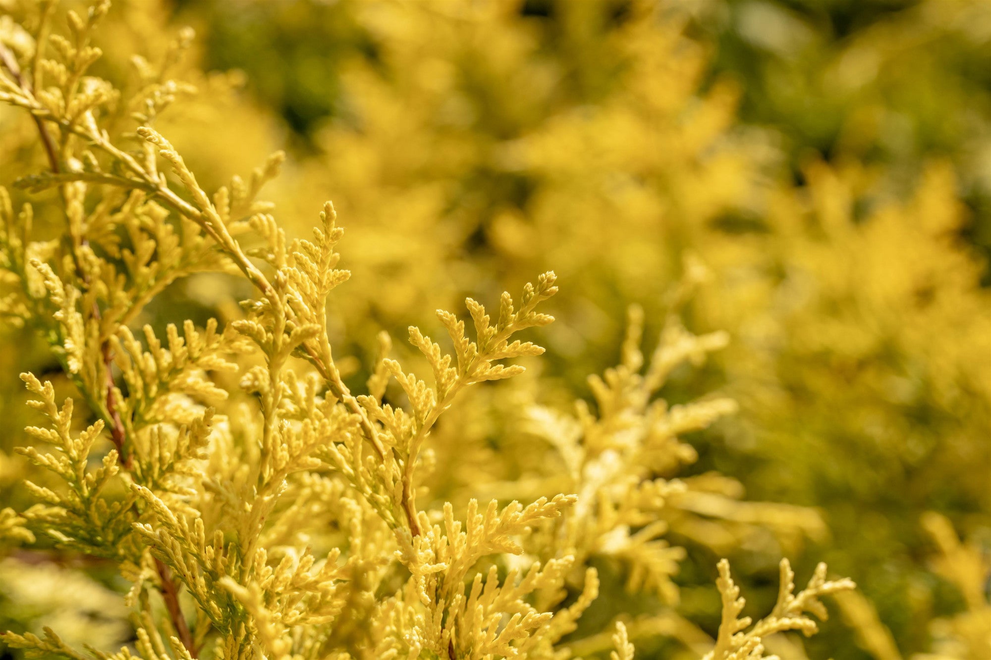 Chamaecyparis pis. 'Gold Spangle' (Fadenzypresse 'Gold Spangle')