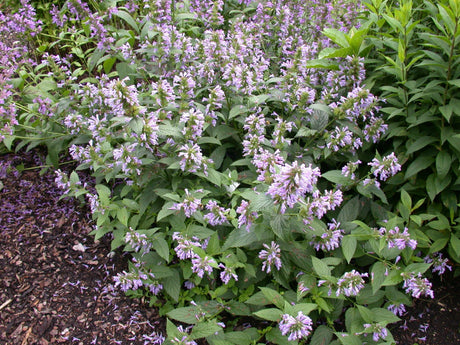 Agastache foeniculum als Pflanze im Beet; Einsatz: ;;ab 3,50 Euro