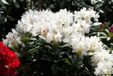 Rhododendron Hybr. 'Cunningham's White' mit Blüte, erhältlich von 30-40 bis 160-180 cm; Einsatz: ;;ab 27,40 Euro