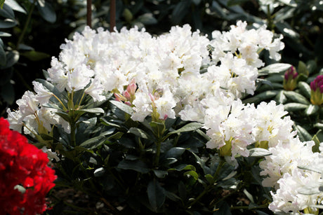Rhododendron Hybr. 'Cunningham's White' mit Blüte, erhältlich von 30-40 bis 160-180 cm; Einsatz: ;;ab 27,40 Euro