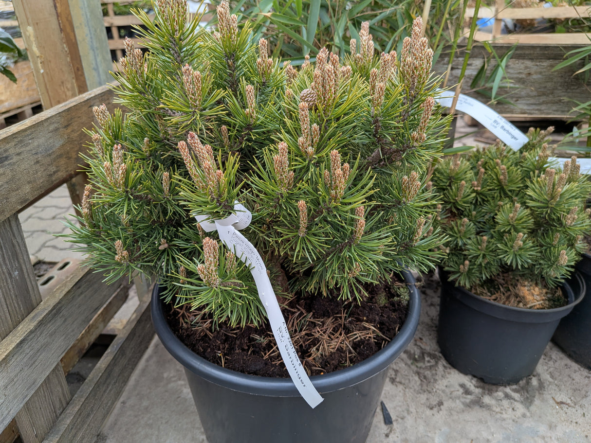 Pinus mugo 'Pumilio'; vorbereitet für Versand; kugelform; Einsatzmöglichkeit z.B. : Einfassungen;;Pflanzen vom Profi