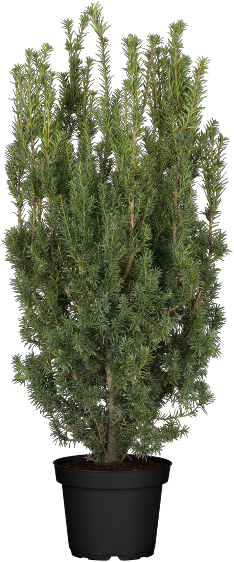 Bechereibe 'Hicksii'; hier im Topf; bietet Vögeln Nistplatz; Einsatzmöglichkeit z.B. : Sichtschutz;;günstig mit Qualität