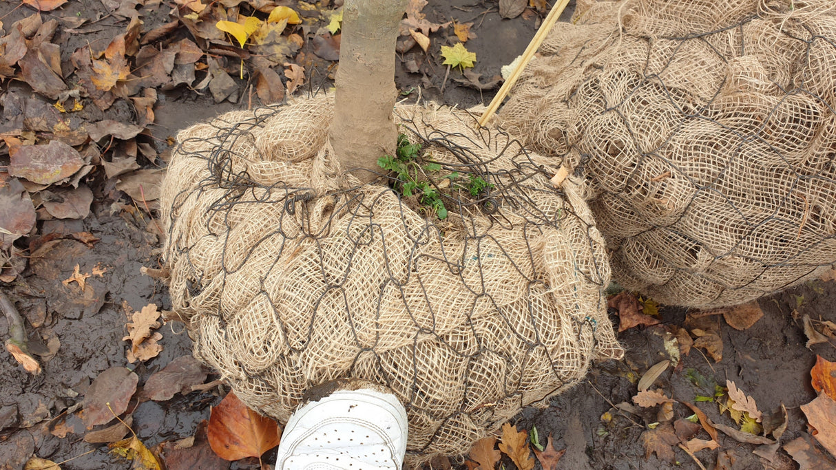 Alkmene; hier als Ballenpflanze; winterhart; Einsatzmöglichkeit z.B. : Streuobstgarten; erhältlich mit Stammumfang von ab 6 bis 20-25 cm;;günstig mit Qualität