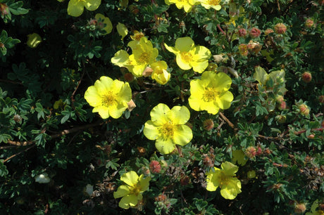 Potentilla 'Elizabeth' mit Blüte, erhältlich von 20-30 bis 40-60 cm; Einsatz: ;;ab 4,10 Euro