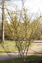 Hamamelis interm. 'Arnold Promise'; winterblüher; verfügbar in 7 Größen und Varianten;;ab 63,80 Euro