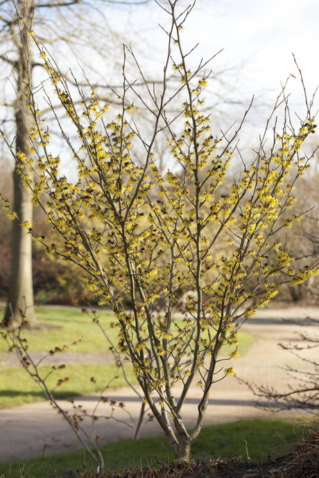 Hamamelis interm. 'Arnold Promise' , erhältlich von 40-60 bis 125-150 cm;;ab 47,20 Euro