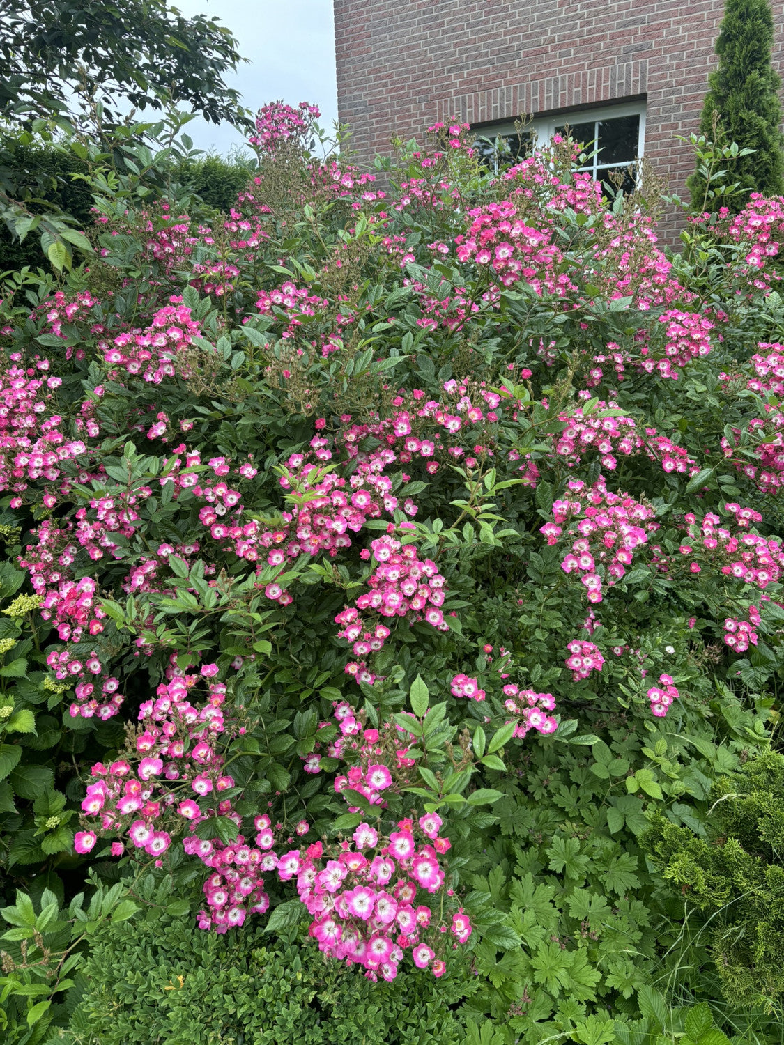 Rosa 'Mozart' STR als Pflanze im Beet; Einsatz: ;;ab 8,10 Euro