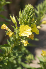 Oenothera biennis; bienenweide;;ab 0,00 Euro