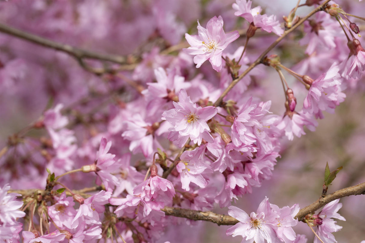 Prunus subhirtella 'Fukubana' mit Blüte, erhältlich von 60-100 bis 450-650 cm; Einsatz: ;;ab 16,60 Euro