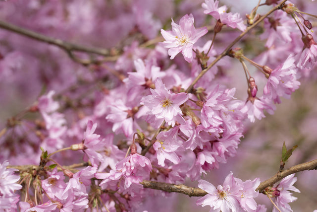 Prunus subhirtella 'Fukubana' mit Blüte, erhältlich von 60-100 bis 450-650 cm; Einsatz: ;;ab 16,60 Euro