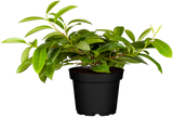 Prunus lauroc. 'Mount Vernon' mit Belaubung, erhältlich von 40-50 bis 80-100 cm; Einsatz: , ;;ab 17,10 Euro