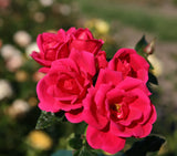 Rosa 'Gartenfreund' BT; hier mit Blüte; blühfreudig; Einsatzmöglichkeit z.B. : Beete;;ab 11,10 Euro