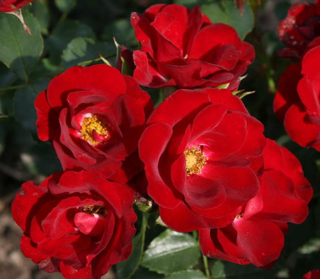 Rosa 'Marondo' BDR mit Blüte; Einsatz: ;;ab 5,50 Euro