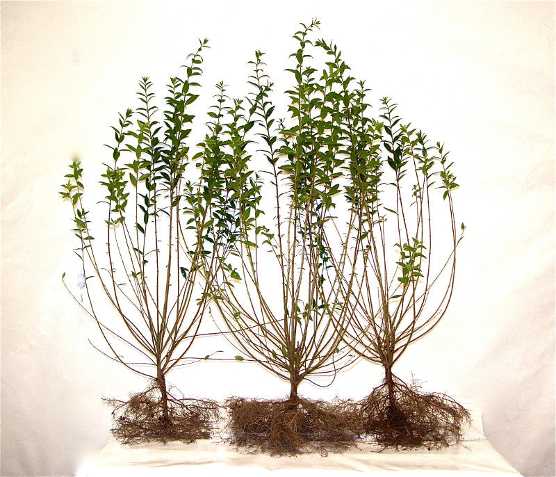 Ligustrum vulgare wurzelnackt (Freilandware); Einsatz: ;;ab 2,50 Euro