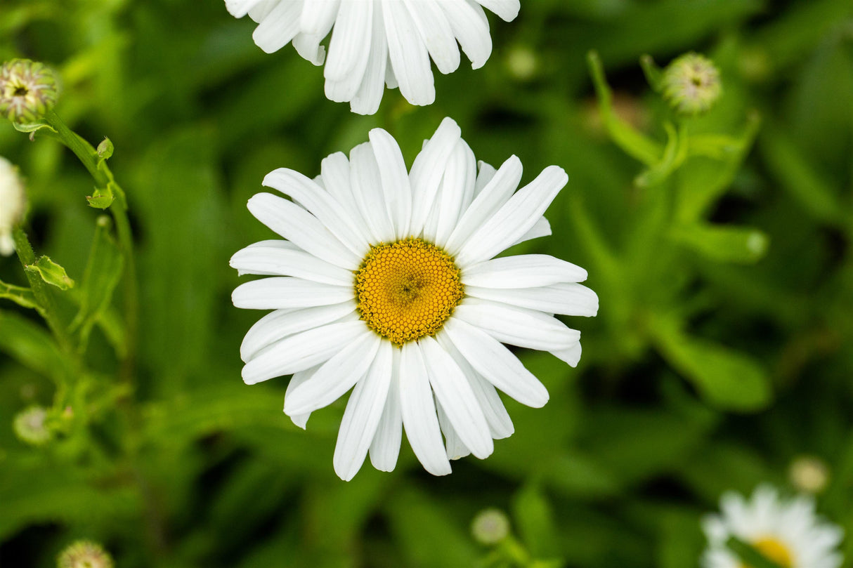 Leucanth. x sup. 'Silberprinzesschen', gen. mit Blüte; Einsatz: ;;ab 3,55 Euro