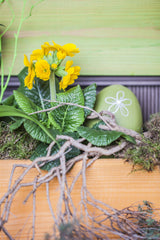 Primula elatior; frühlingsblüher;;ab 0,00 Euro