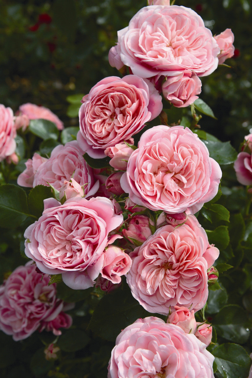 Rosa 'Bailando' BT mit Blüte; Einsatz: ;;ab 9,50 Euro