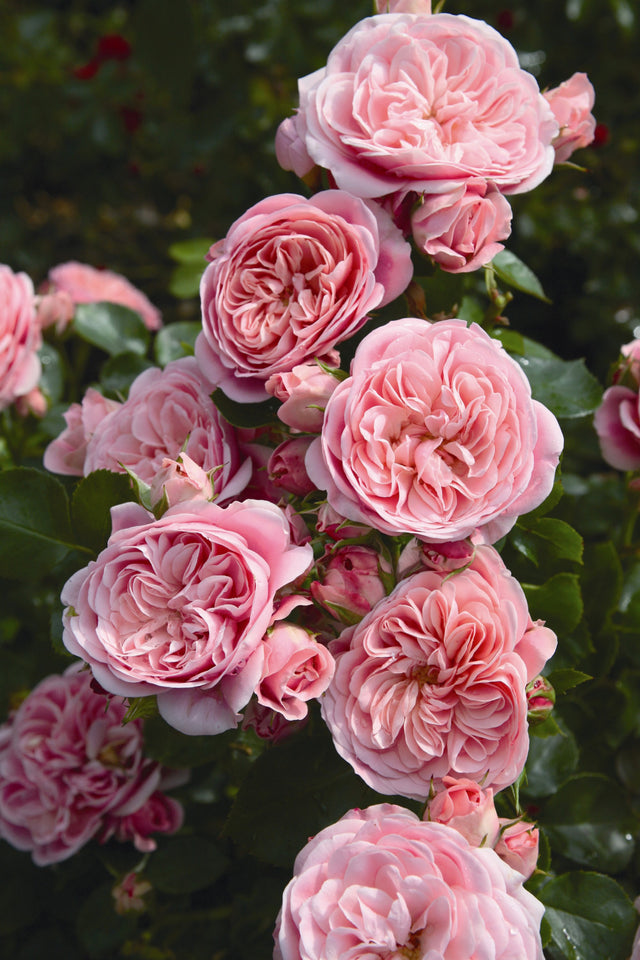 Rosa 'Bailando' BT mit Blüte; Einsatz: ;;ab 9,50 Euro
