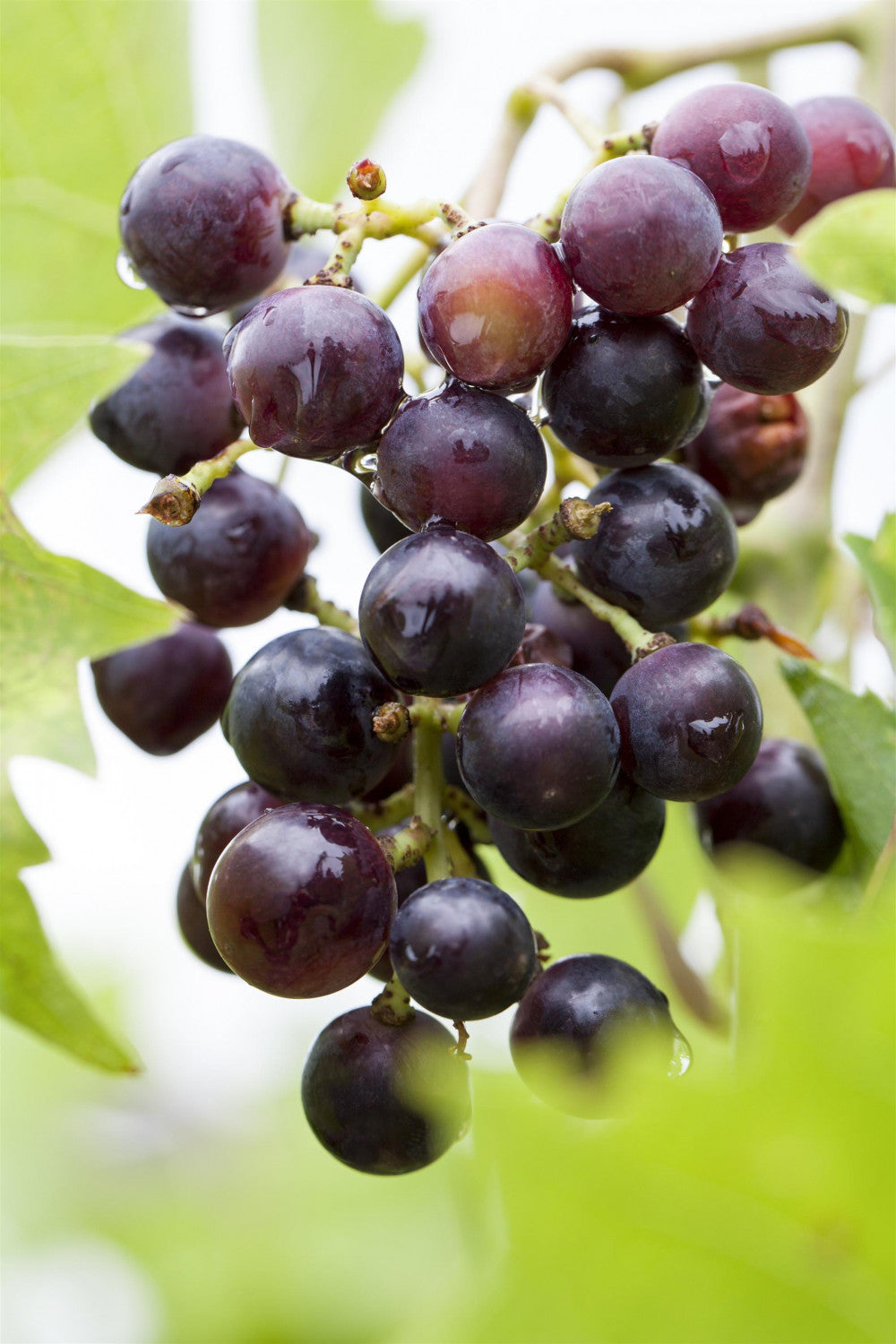 Vitis 'Pamiat Negrula' (Weintraube 'Pamiat Negrula')