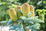 Abies procera 'Glauca' , erhältlich von 25-30 bis 80-100 cm;;ab 28,80 Euro