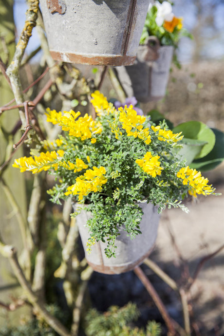 Cytisus decumbens , erhältlich von 15-20 bis 20-30 cm;;ab 8,90 Euro