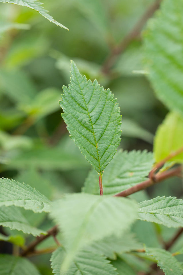 Ulmus hollandica 'Lobel' mit Sommerbelaubung, erhältlich von 270-330 bis 450-650 cm; Einsatz: ;;ab 279,00 Euro
