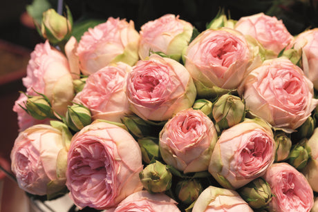 Rosa 'Charming Piano' TH mit Blüte; Einsatz: ;;ab 10,90 Euro