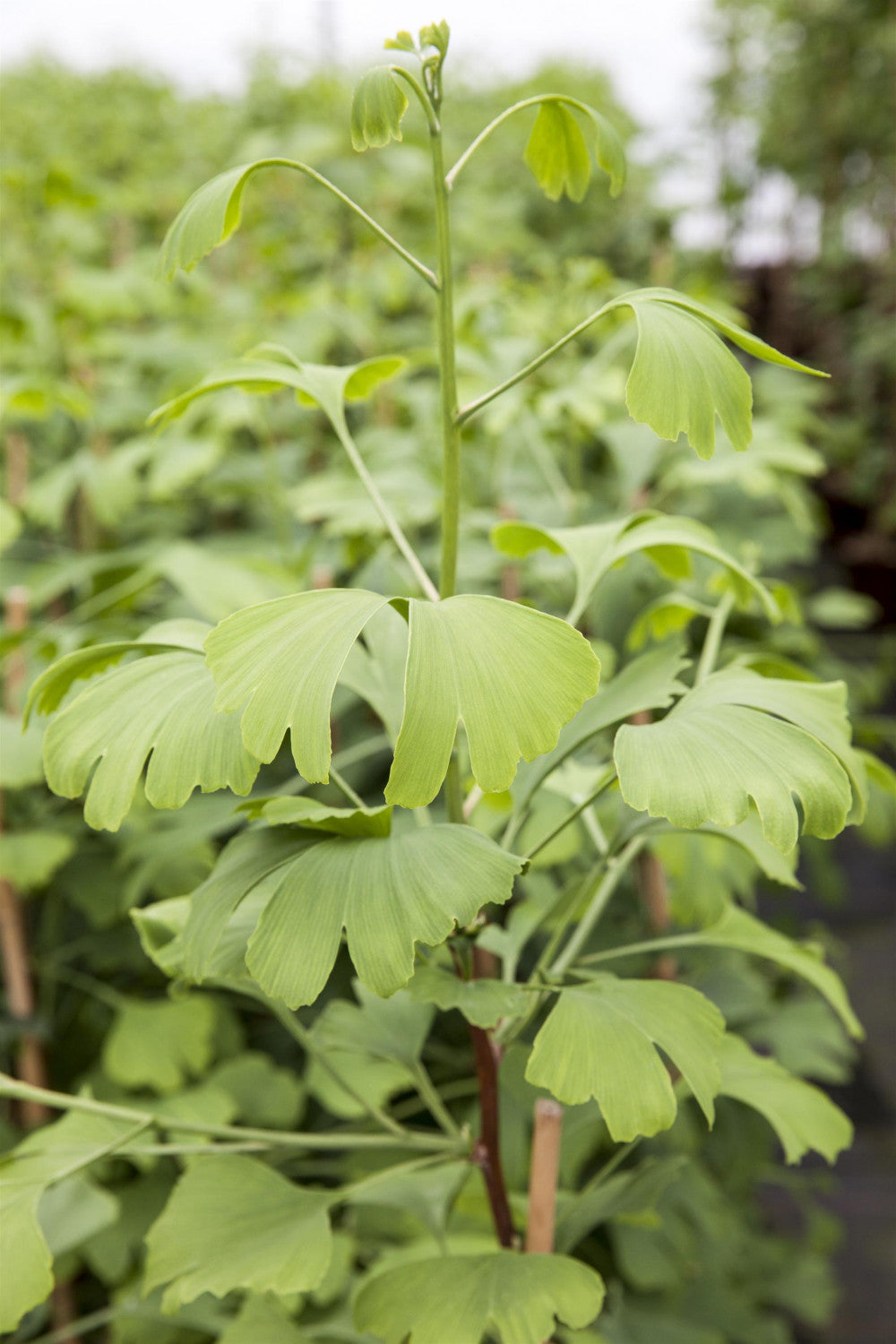 Ginkgo biloba 'Fastigiata' , erhältlich von 40-60 bis 125-150 cm;;ab 55,00 Euro