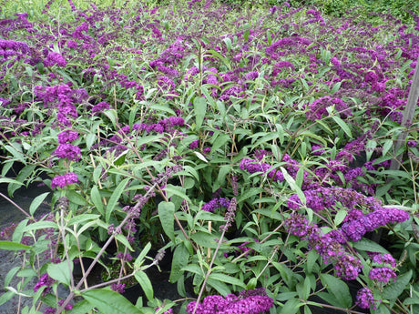 Tiefgehendes; in Gruppe; winterhart; Einsatzmöglichkeit z.B. : Einzelstellung;;günstig mit Qualität