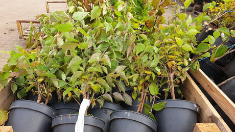 Cornus mas; vorbereitet für Versand; bietet Vögeln Schutz; Einsatzmöglichkeit z.B. : Windschutzgehölz;;ab 3,02 Euro