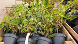 Cornus mas VkG 1, 2, 3, 4, 5, 6 Versand; Einsatz: , ;;ab 2,85 Euro