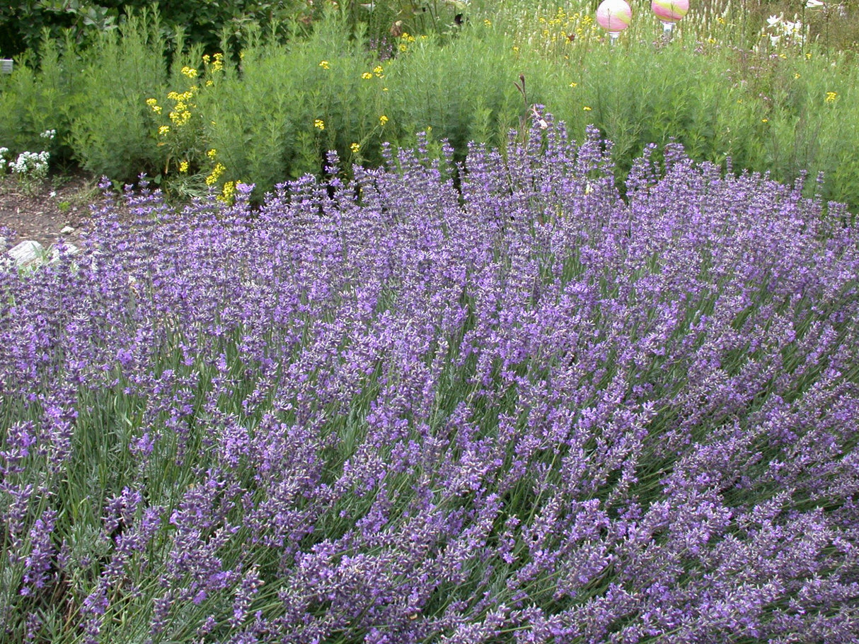 Tiefviolettblühender Lavendel als Pflanze im Beet; Einsatz: Duft- und Kräutergartenduftend;;hier kaufen