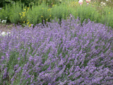 Tiefviolettblühender Lavendel als Pflanze im Beet; Einsatz: Duft- und Kräutergartenduftend;;hier kaufen