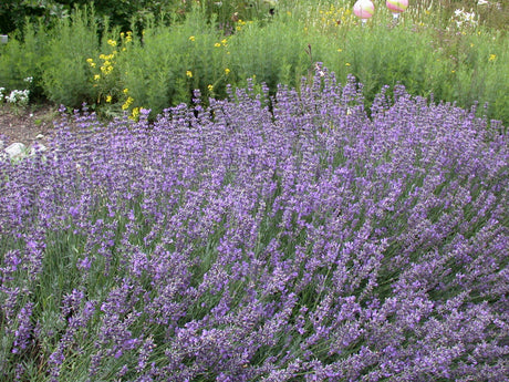 Tiefviolettblühender Lavendel als Pflanze im Beet; Einsatz: Duft- und Kräutergarten, duftend;;hier kaufen