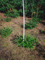 Koreatanne 'Sämling'; immergrün; erhältlich von 40-50 bis 200-225 cm;;hier kaufen