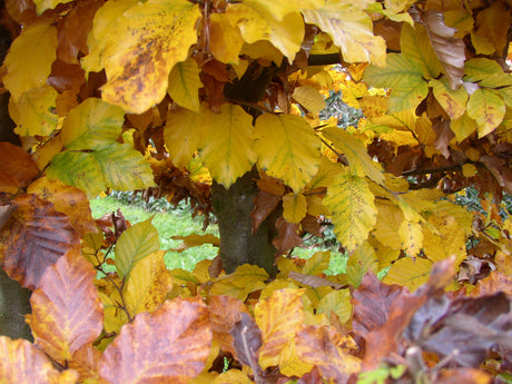 Fagus sylvatica HkG 81026; hier mit Herbstlaub; gute Filterwirkung; Einsatzmöglichkeit z.B. : Erosionsschutz;;ab 1,34 Euro