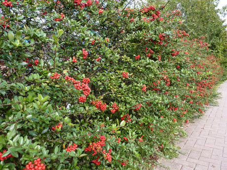 Pyracantha 'Red Column'; als Hecke; bietet Vögeln Nistplatz;;mit zeitnaher Lieferung