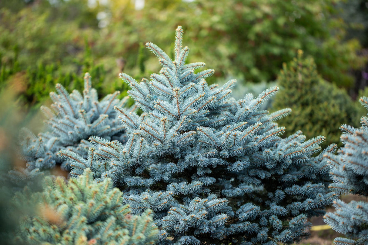 Blue Spruce dekoratives;;mit zeitnaher Lieferung