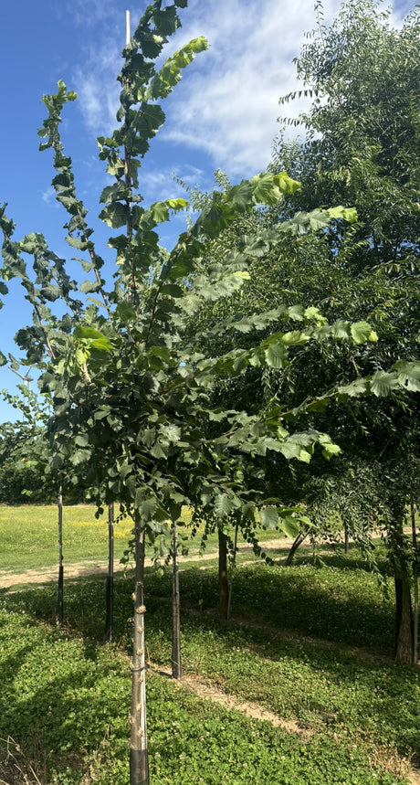 Scots Elm winterhart;;mit zeitnaher Lieferung