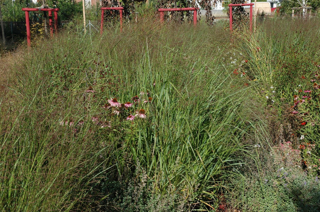 Panicum virgatum 'Squaw' als Pflanze im Beet; Einsatz: ;;ab 4,85 Euro