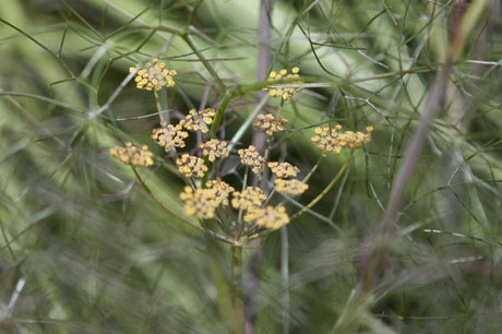 Foeniculum vulgare 'Rubrum' , ;;ab 4,03 Euro