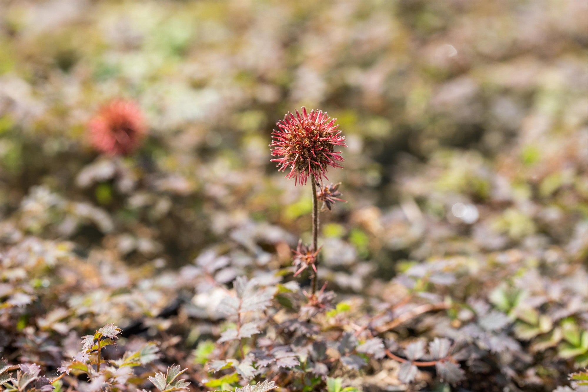 Acaena microphylla 'Kupferteppich' (Garten-Stachelnüsschen)