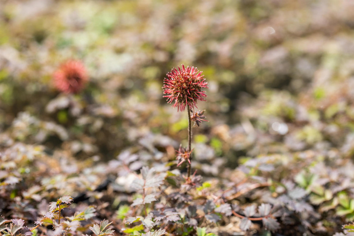 Acaena microphylla 'Kupferteppich' mit Blüte; Einsatz: ;;ab 3,70 Euro