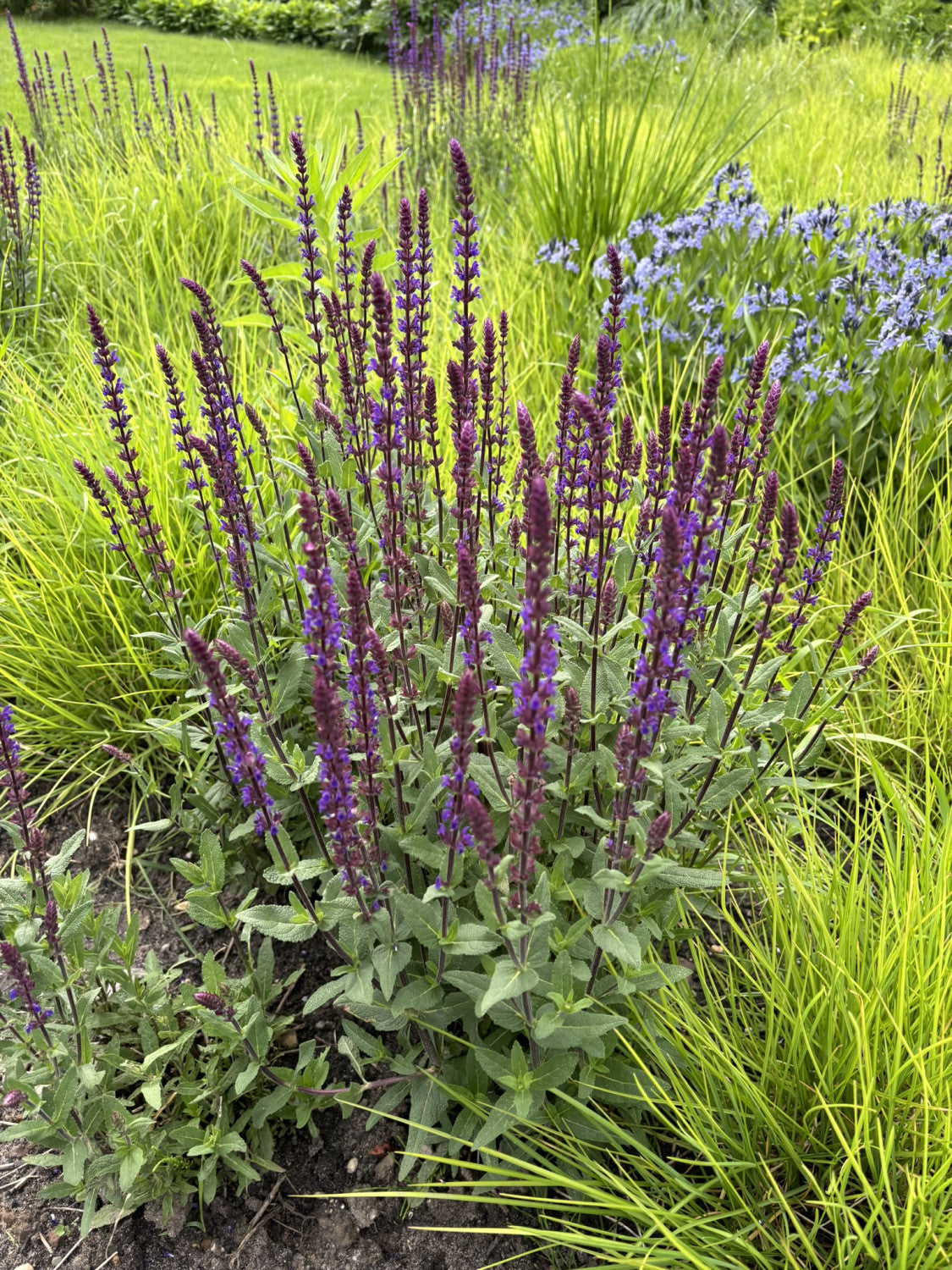 Salvia nemorosa 'Ostfriesland' (Garten-Blüten-Salbei)