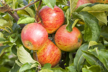 Malus 'Jonagored' mit Früchten, erhältlich von 150-200 bis 450-650 cm; Einsatz: ;;ab 42,80 Euro
