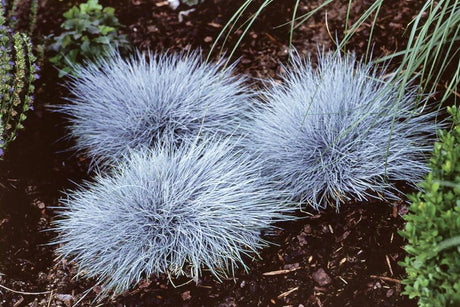 Festuca ovina 'Eisvogel' , ;;ab 3,08 Euro