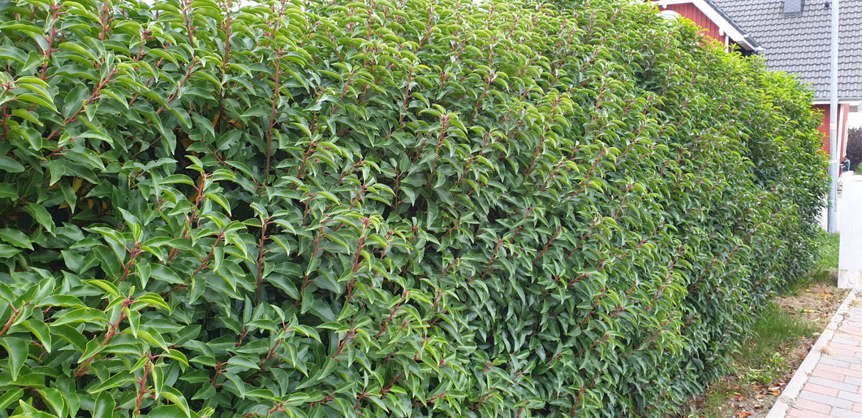 Prunus lusitanica 'Angustifolia' als Heckenahrungsquelle für Vögel;;Pflanzen vom Profi