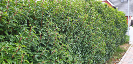 Prunus lusitanica 'Angustifolia'; als Hecke; immergrün;;Pflanzen vom Profi